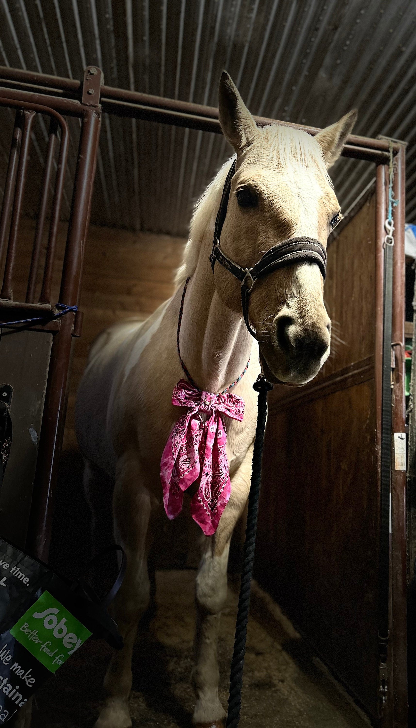 Cute Bow for horse shows, Equine Bow with gold horse shoes Concho, Equine valentines day bow-Red/Black